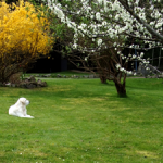 Pet friendly Nyika in the yard