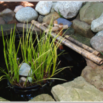 Pond-2