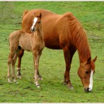 Pringle farm-colt-2
