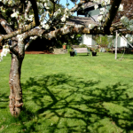 Tree blossums B&B