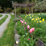 Tulip border driveway