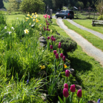 Tulip border driveway with car