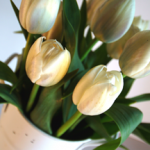 Tulips white in container