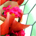 primulas-2