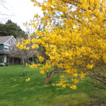 trees in blossom