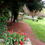 tulip house front & border